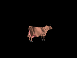 Trampoline jumping cow